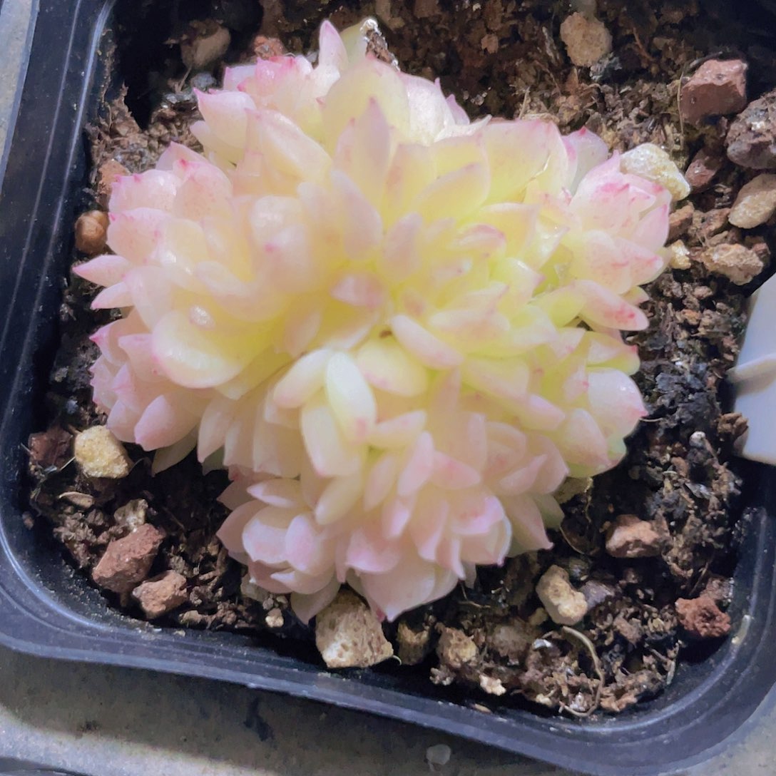 爱杜丽儿a055一物一拍