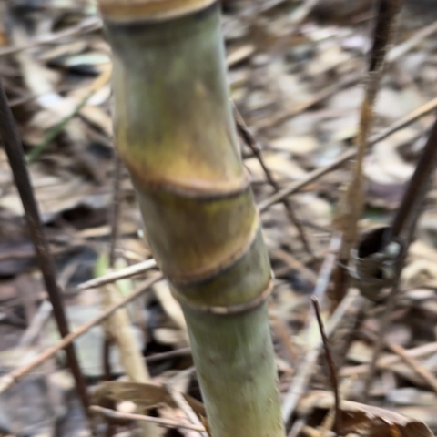 孤***月实心竹竹竹竹竹竹竹竹竹