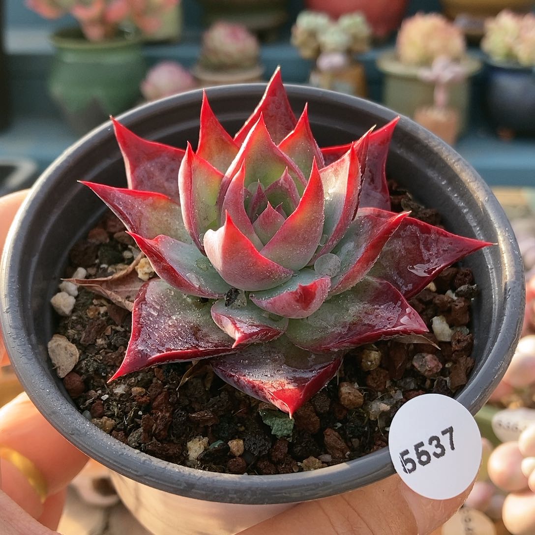 5537惊鸿仙子带盆土