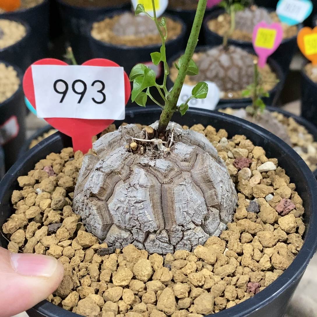 南非龟甲龙龟甲龙