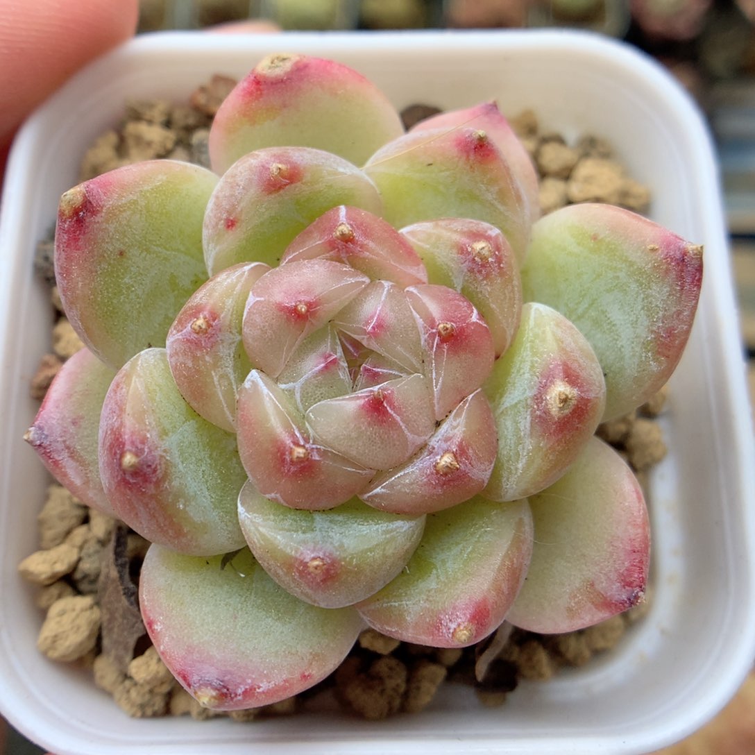 F128 ，20包邮两天凑单偏远不发货