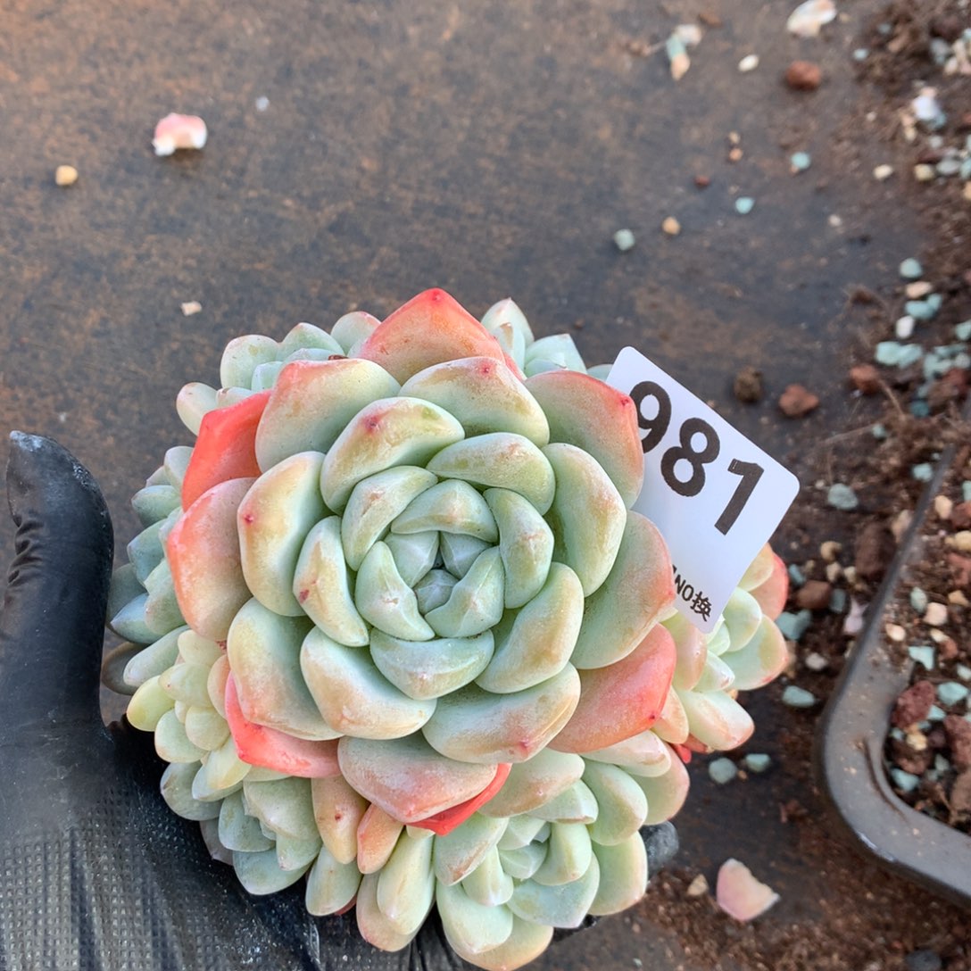 桃***子981号新疆西藏内蒙古不包邮的