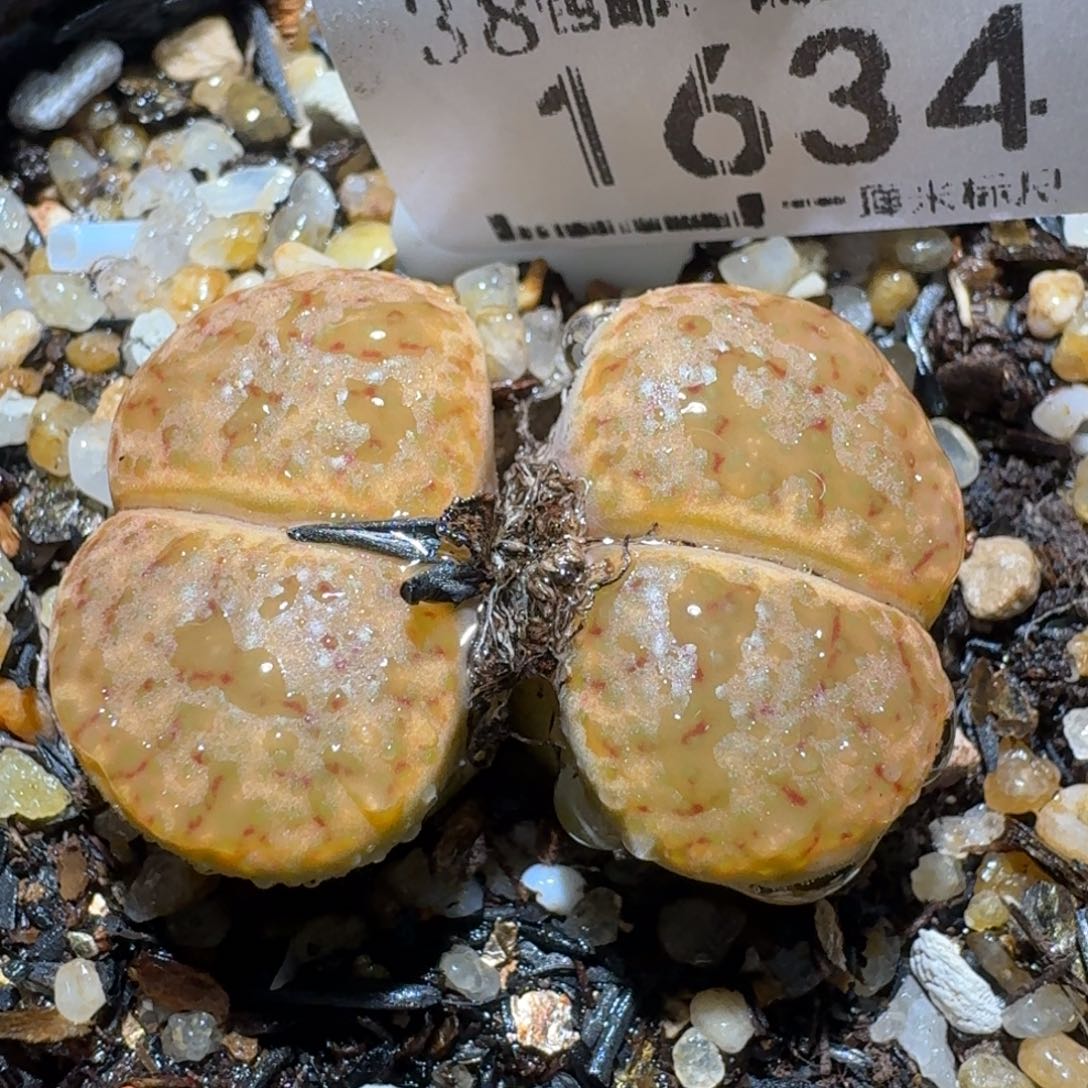 zz生石花肉锥1634