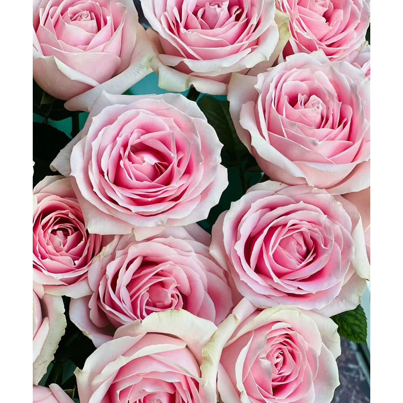 【源头优选老六】粉红雪山单头玫瑰-任意2单包邮 发货后不支持退款