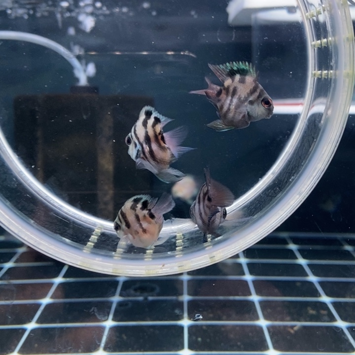 鹦鹉鱼摩卡两条送两条