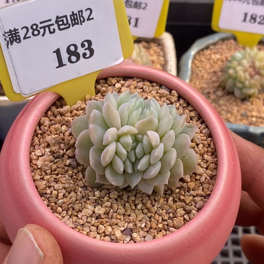 2183优选糖心缀化，白糯底