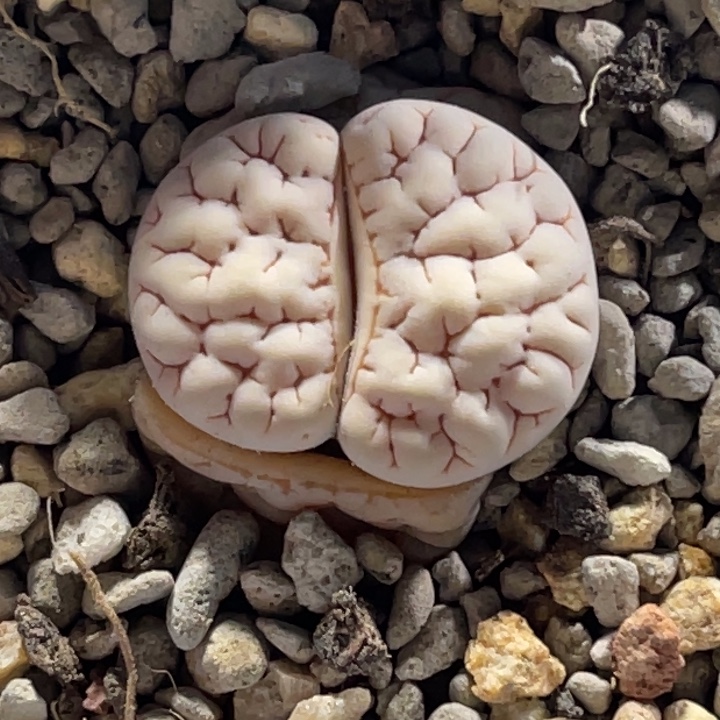 8891白底凹凸岛田c1891