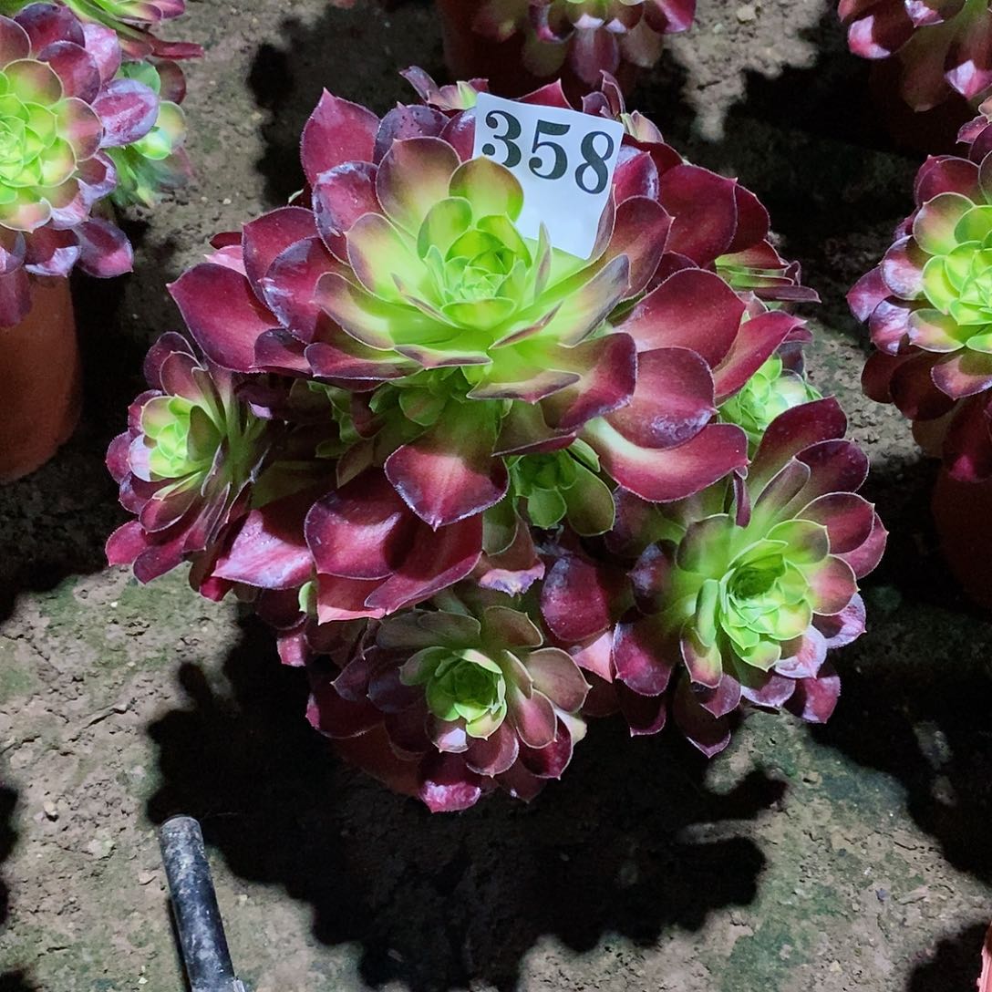 韶华358多肉法师植物