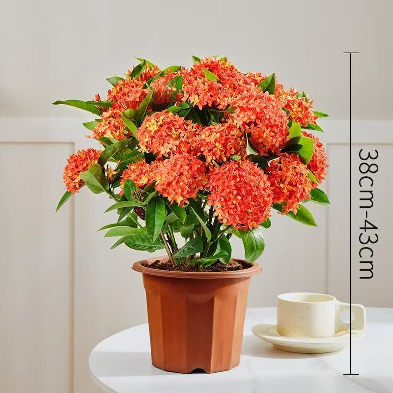 龙船花盆栽带花苞好养开花不断室内外阳台庭院植物
