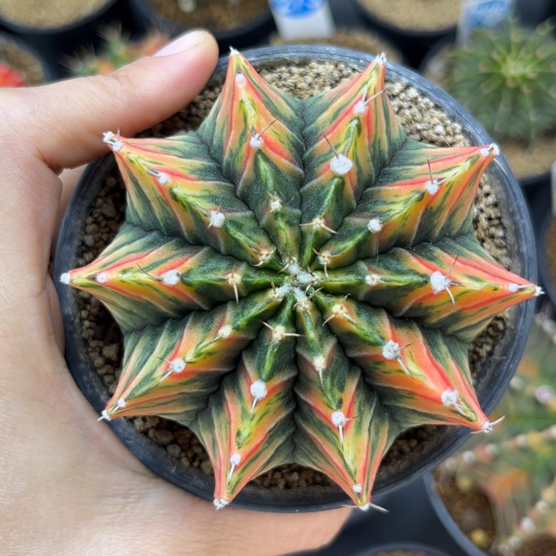 一物一拍带盆带土发货