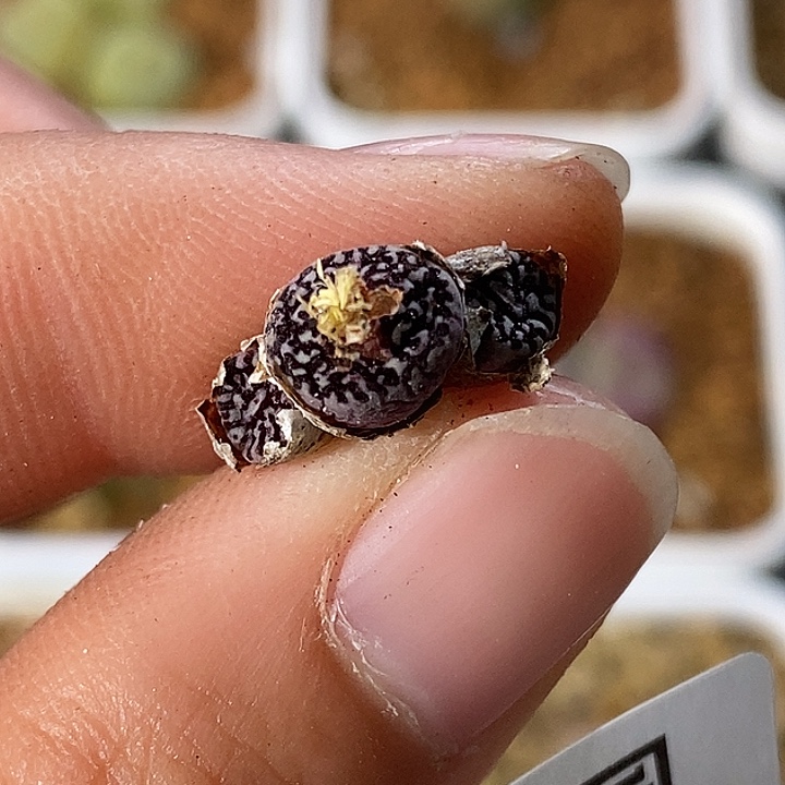 1223-15-超墨福利。    