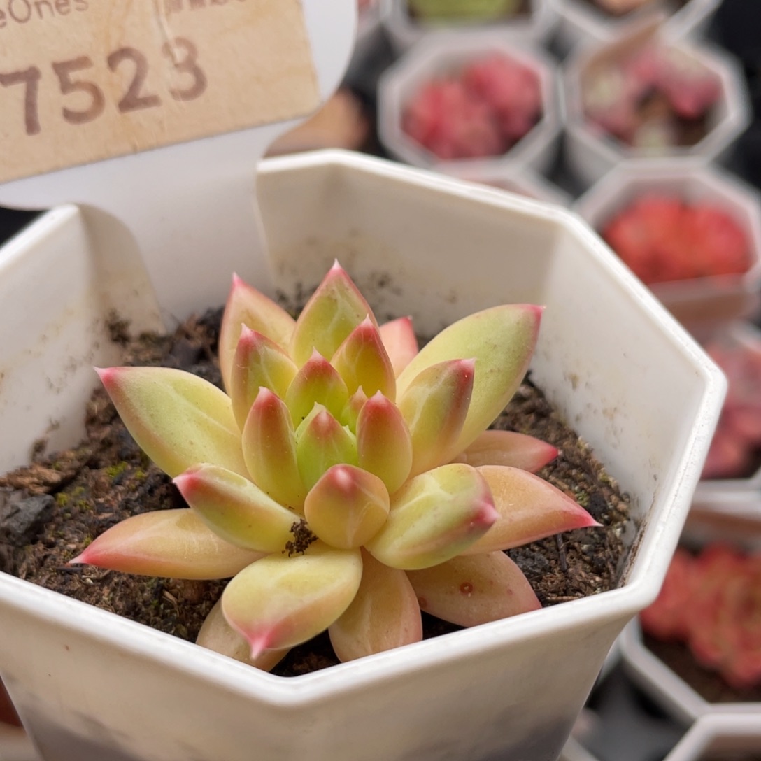 甲骨文7523-4.5厘米