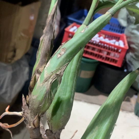 完全开放泰国香贝母兰两路共4苗带芽