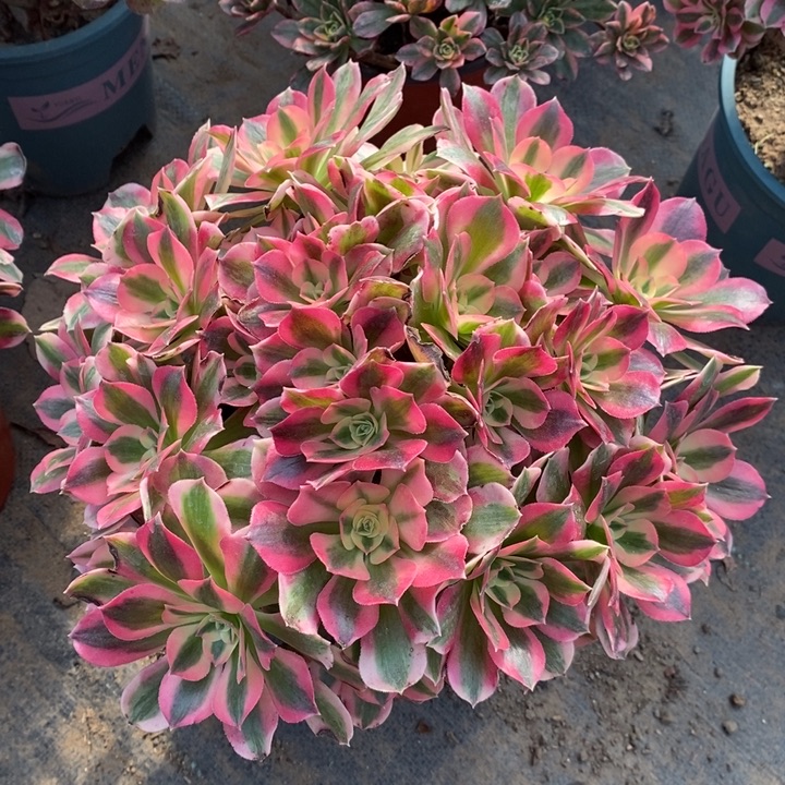 女巫2多肉植物法师