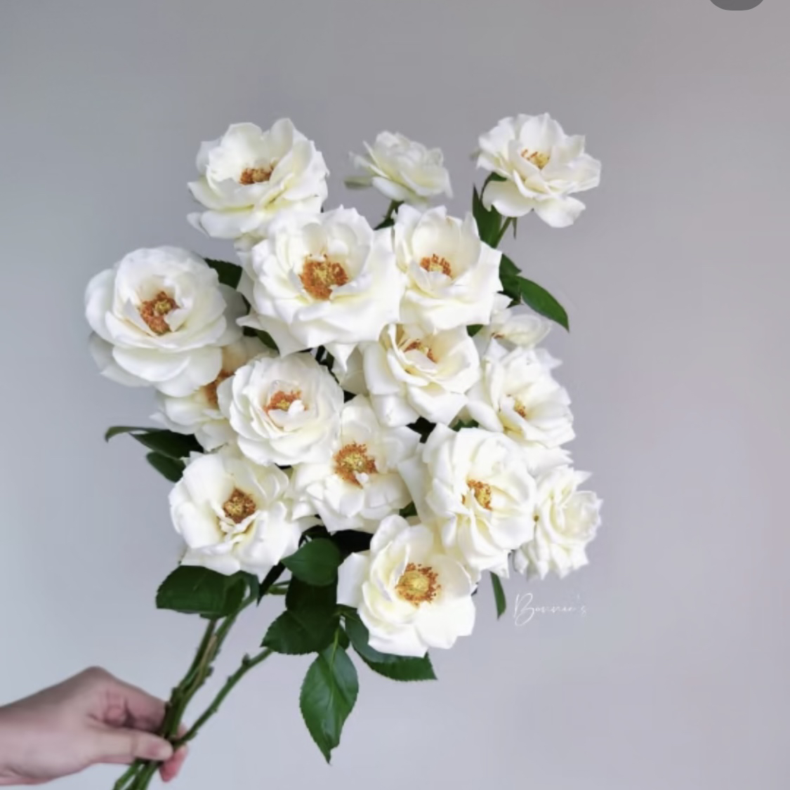 青莲月-多头玫瑰（任意两单包邮，一单需要补运费）