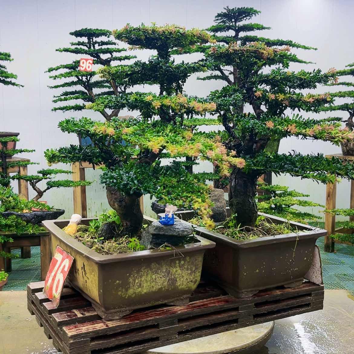 【闪购商品】无花朵