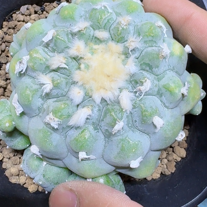 福利自根白肌038