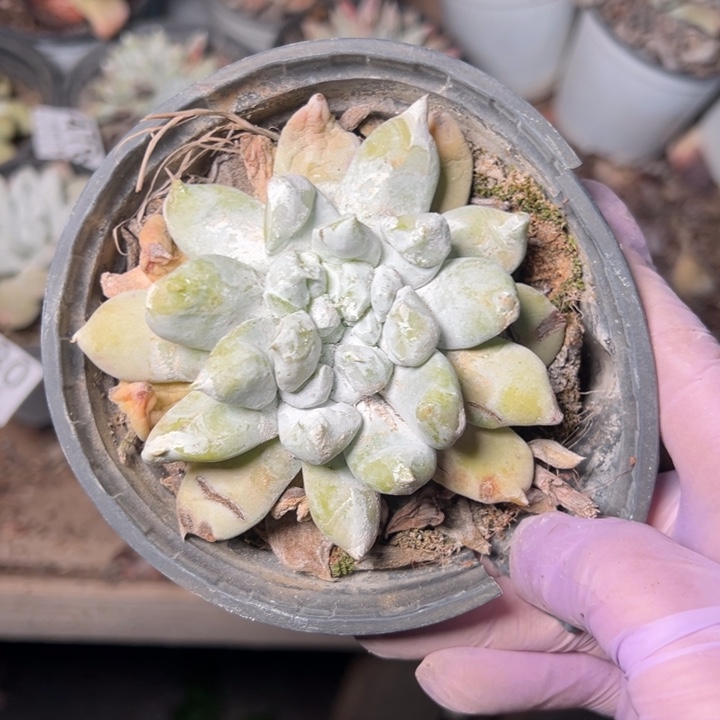 481个哈哈哈哈哈哈哈哈