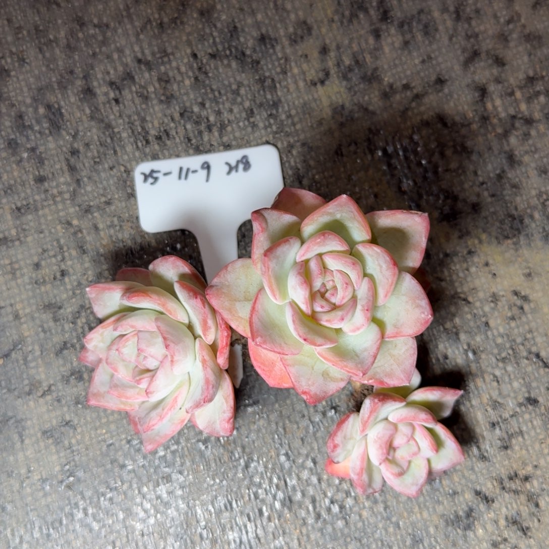 一物一拍泡芙缀群218