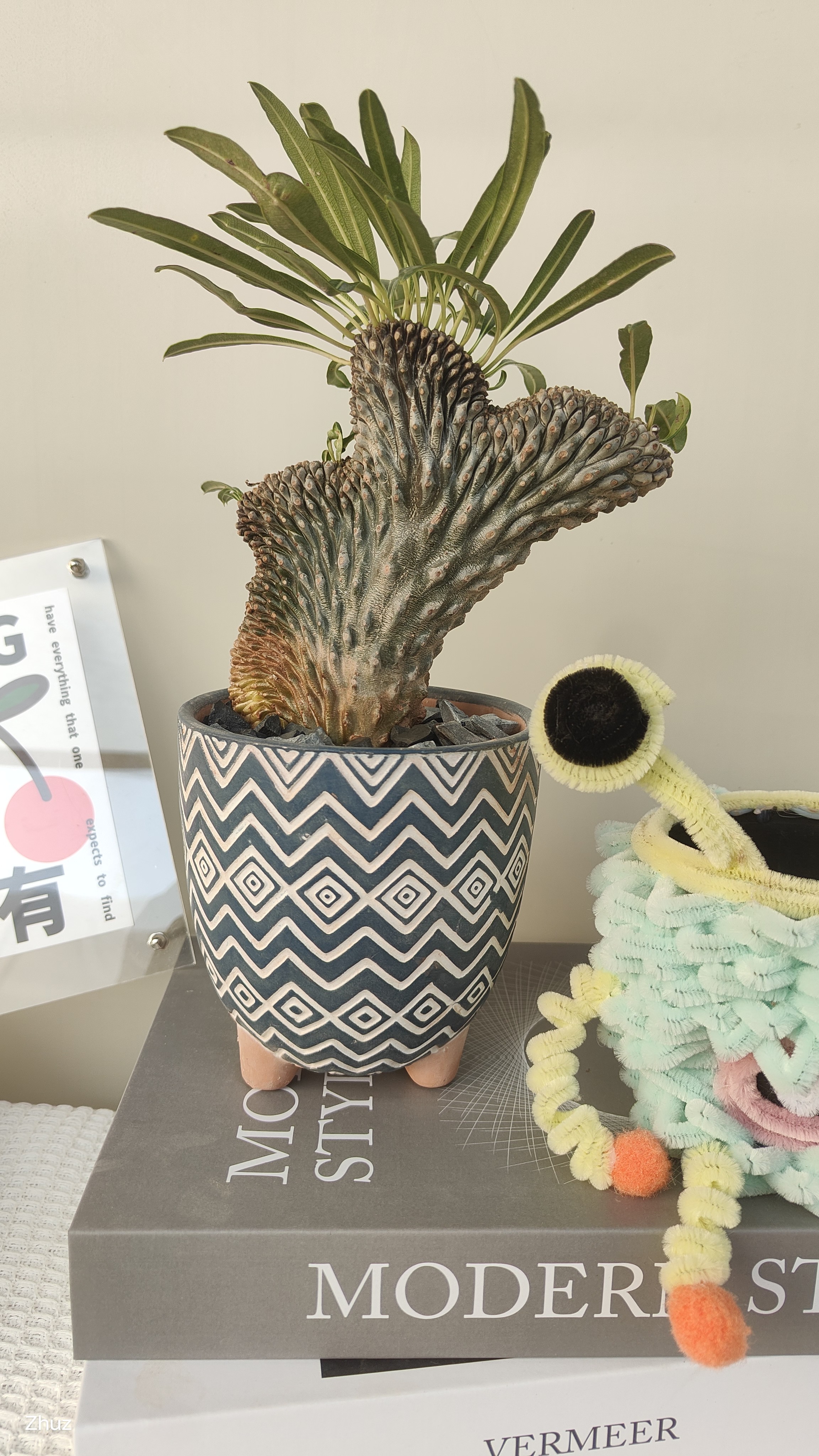 霸王树缀化控养、精养耐旱耐高温沙生绿植净化空气阳台庭院种植