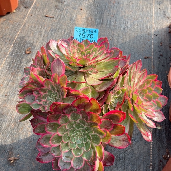 粉花夭7570多肉植物