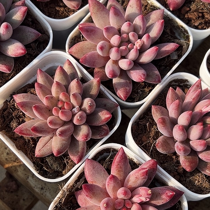 两盆       金鱼姬