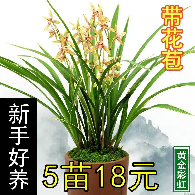 夏带花苞金边兰花黄金彩虹浓香型建兰四季兰盆栽客厅花卉室内带盆