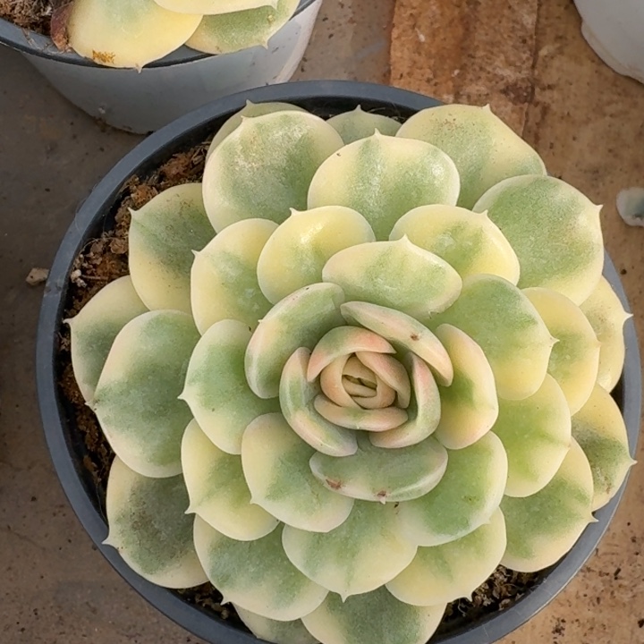 昂斯诺锦一物一拍