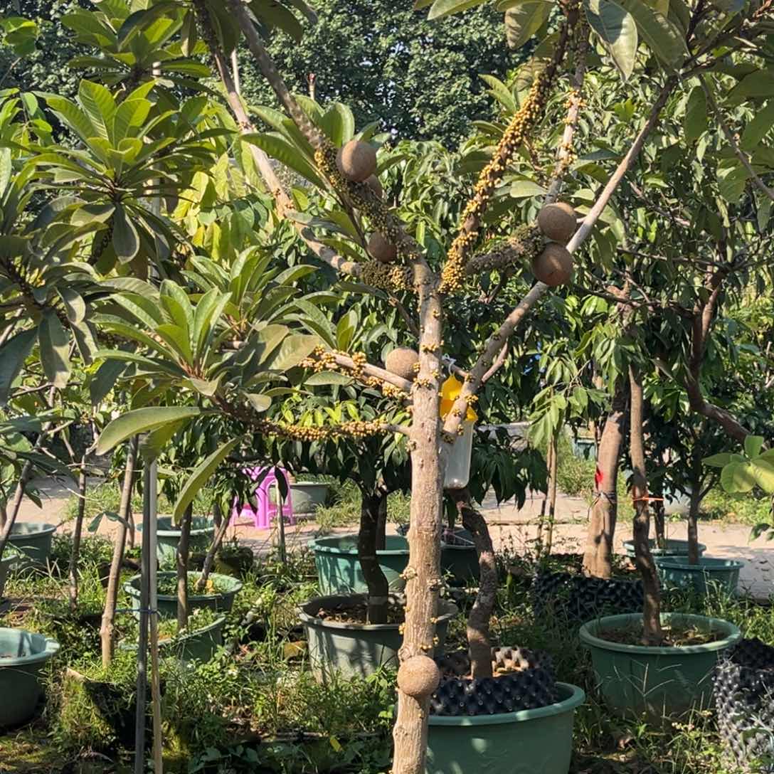 完全开放果树栽培技术要点与