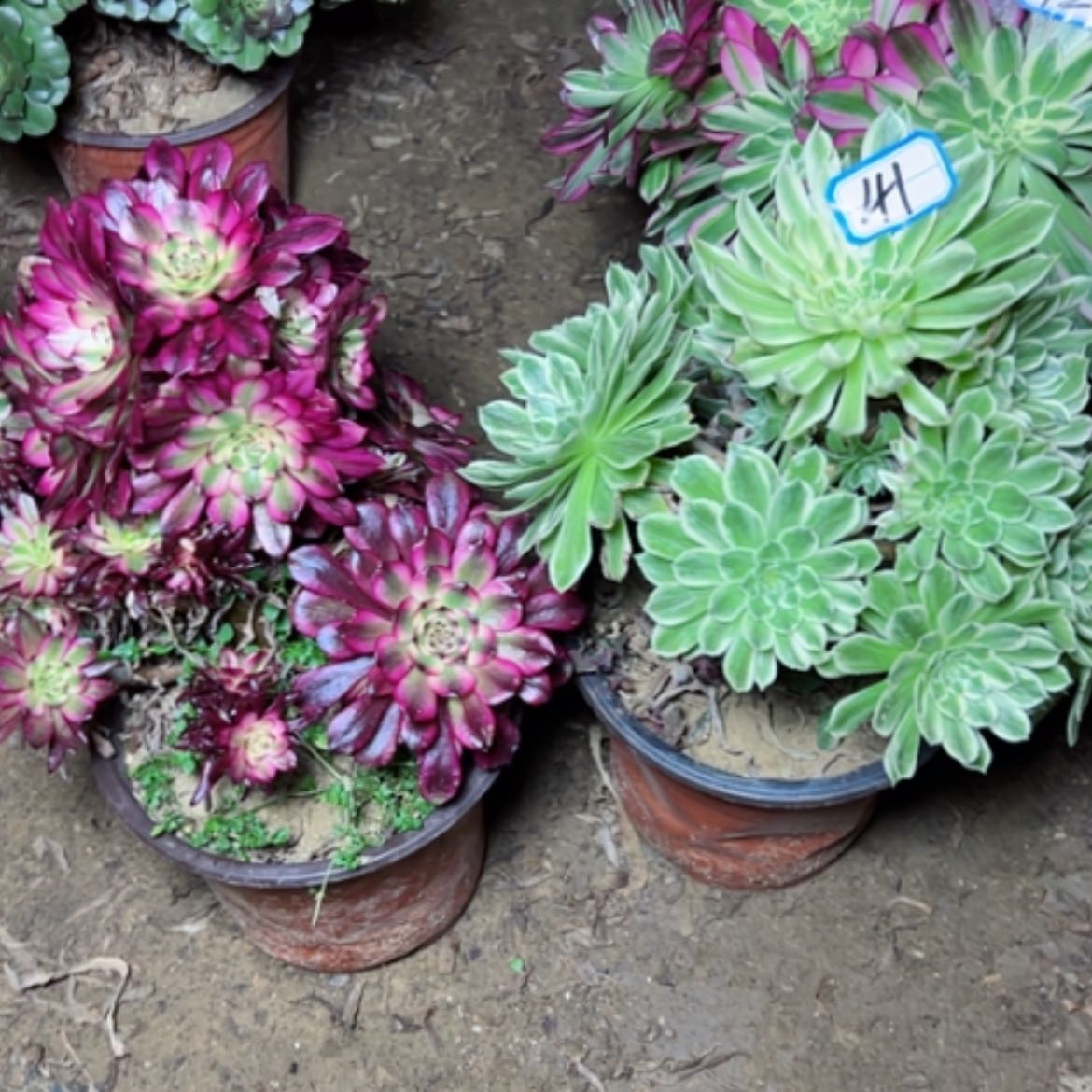 【闪购商品】多肉植物两个41