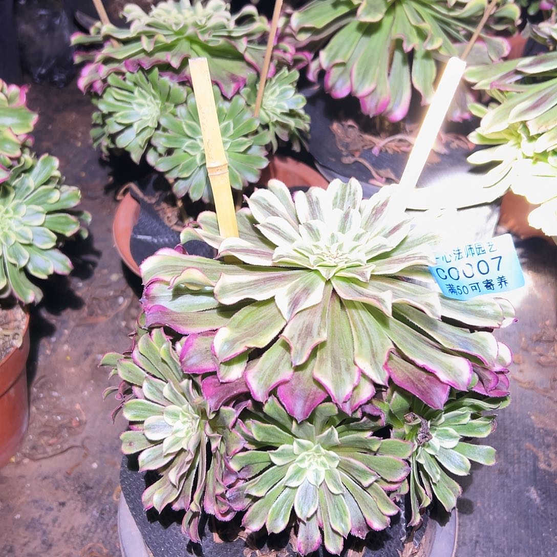 007多肉植物、波澜