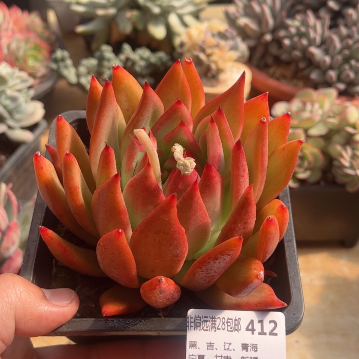 【闪购商品】412阿姆斯壮