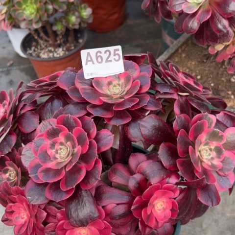 625凤冠25厘米左右