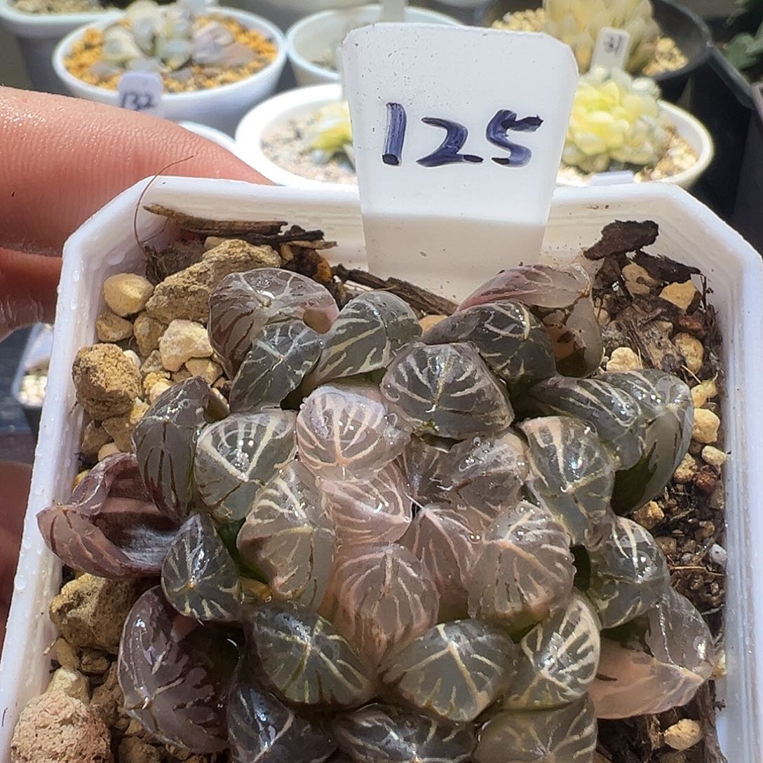 125号糊斑琥珀玉露锦