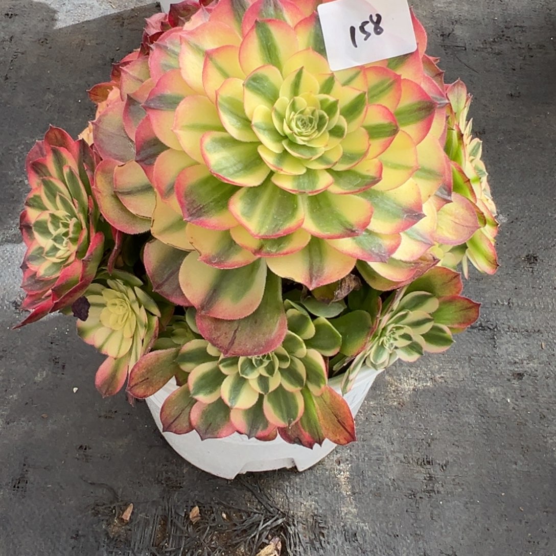 158海仙多肉多肉多肉多肉多肉