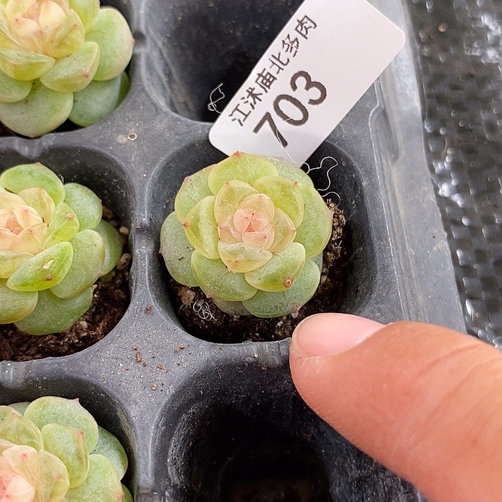 标703盏月一个多肉