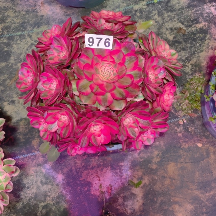 976老庄多肉法师荔枝