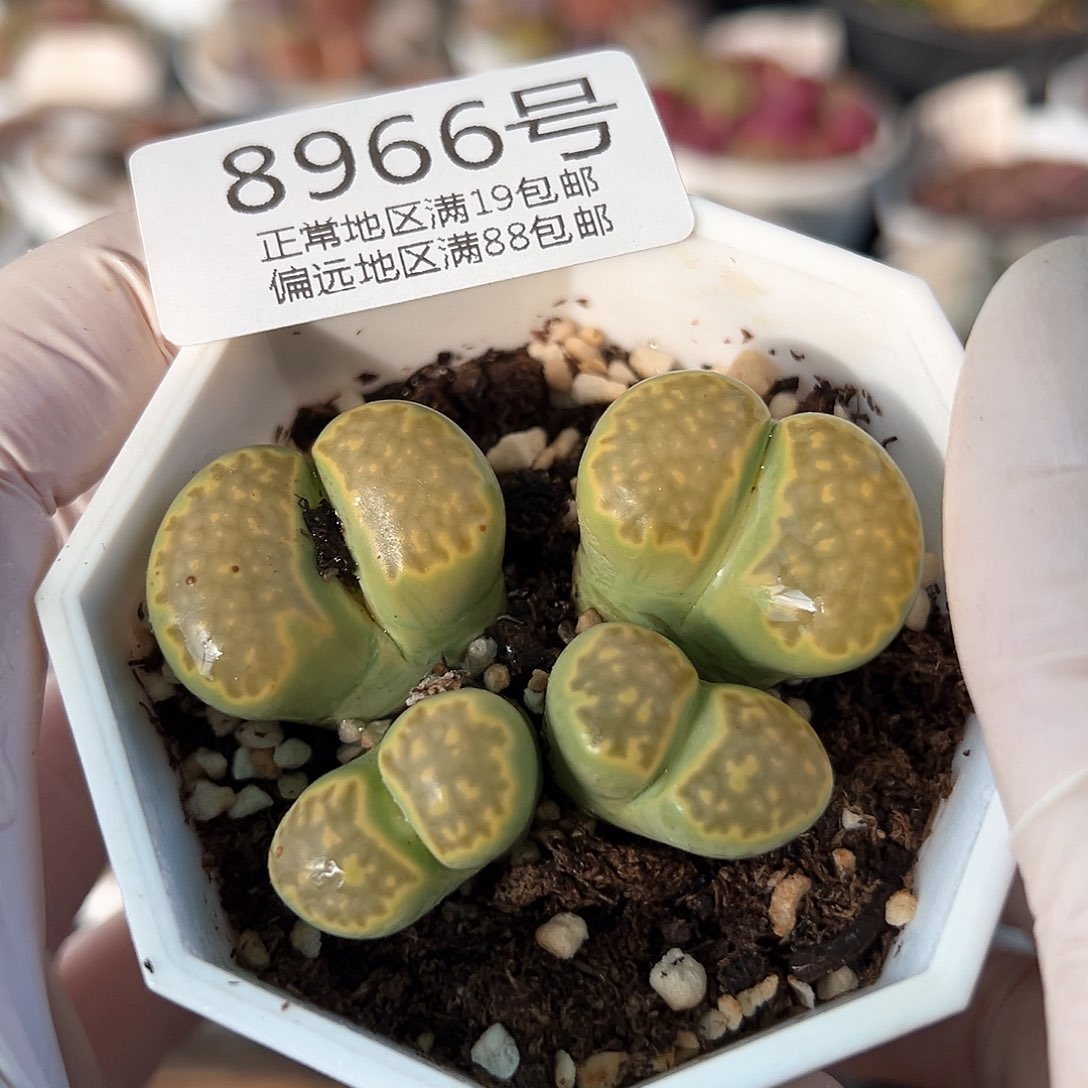 好养易活生石花大母本8966