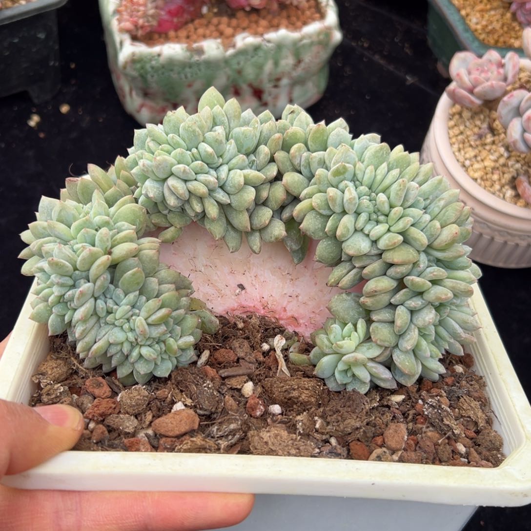 新年快乐 新年快乐