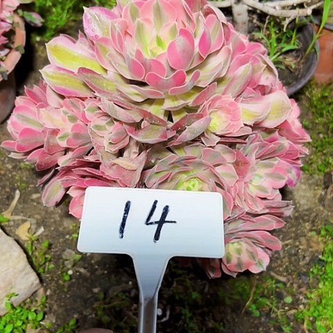 多肉植物粉女巫法师