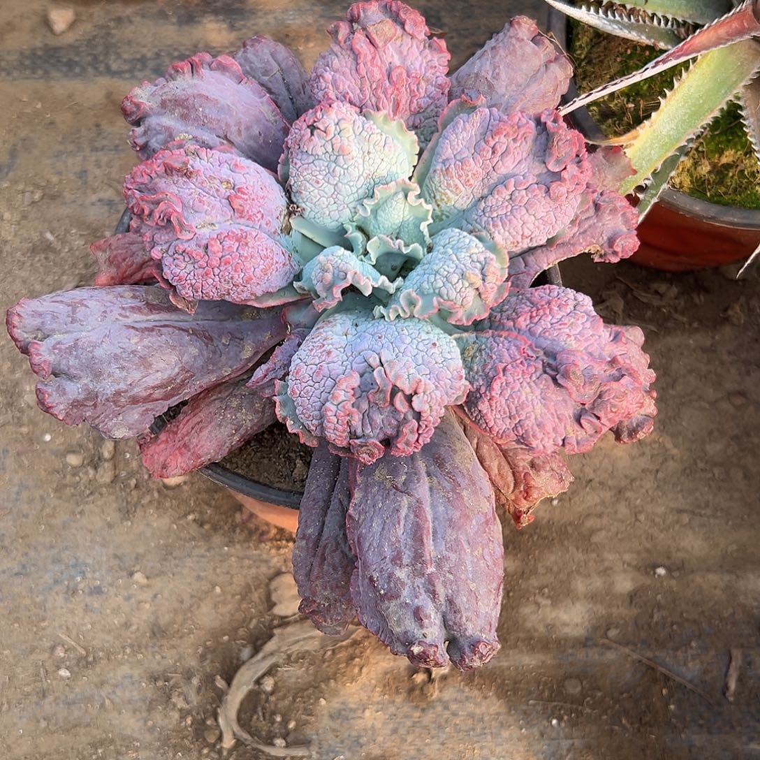 多肉植物狂野男爵