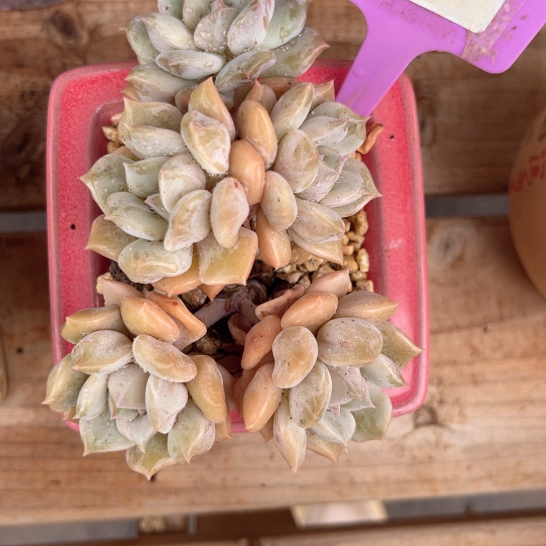 云尘多肉一物一拍662不含盆