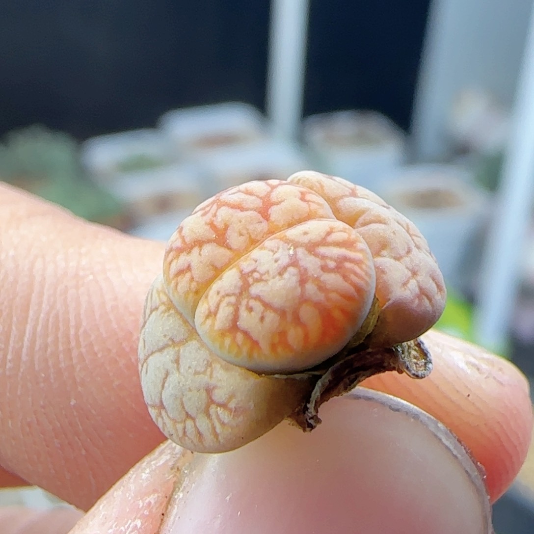 2.20.30/花叔种源261