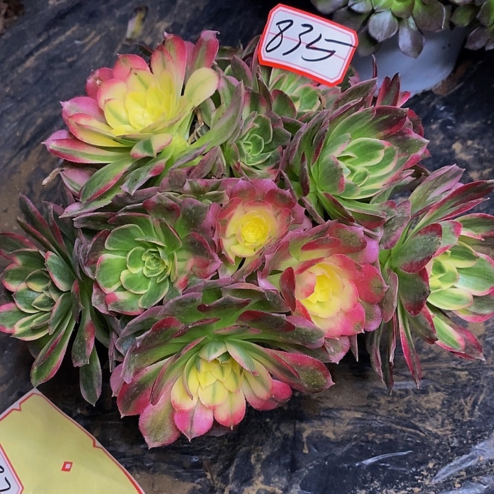 玉芙蓉老桩捧花835好