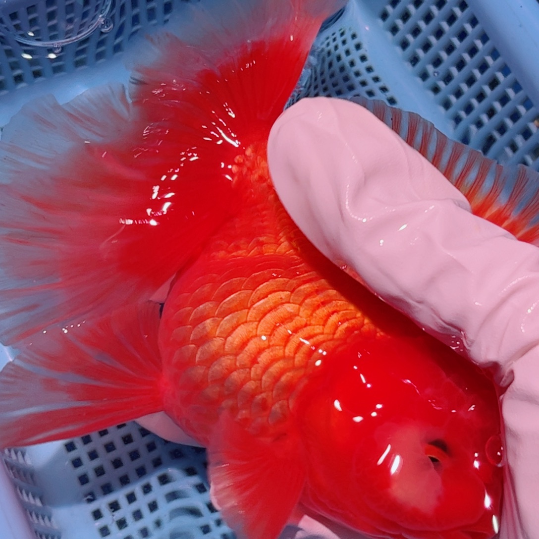 狮头鱼直播间一物一拍