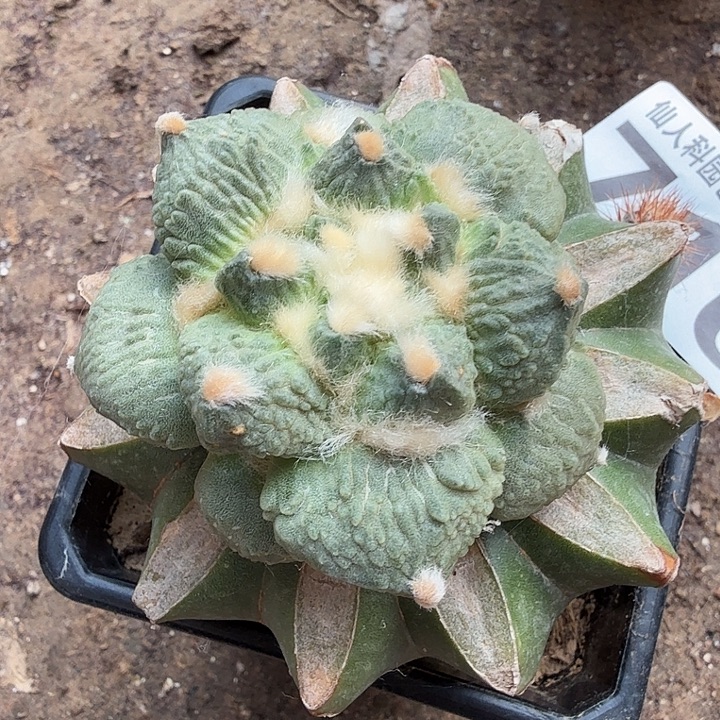 无花朵716白肌梦幻怒涛东三