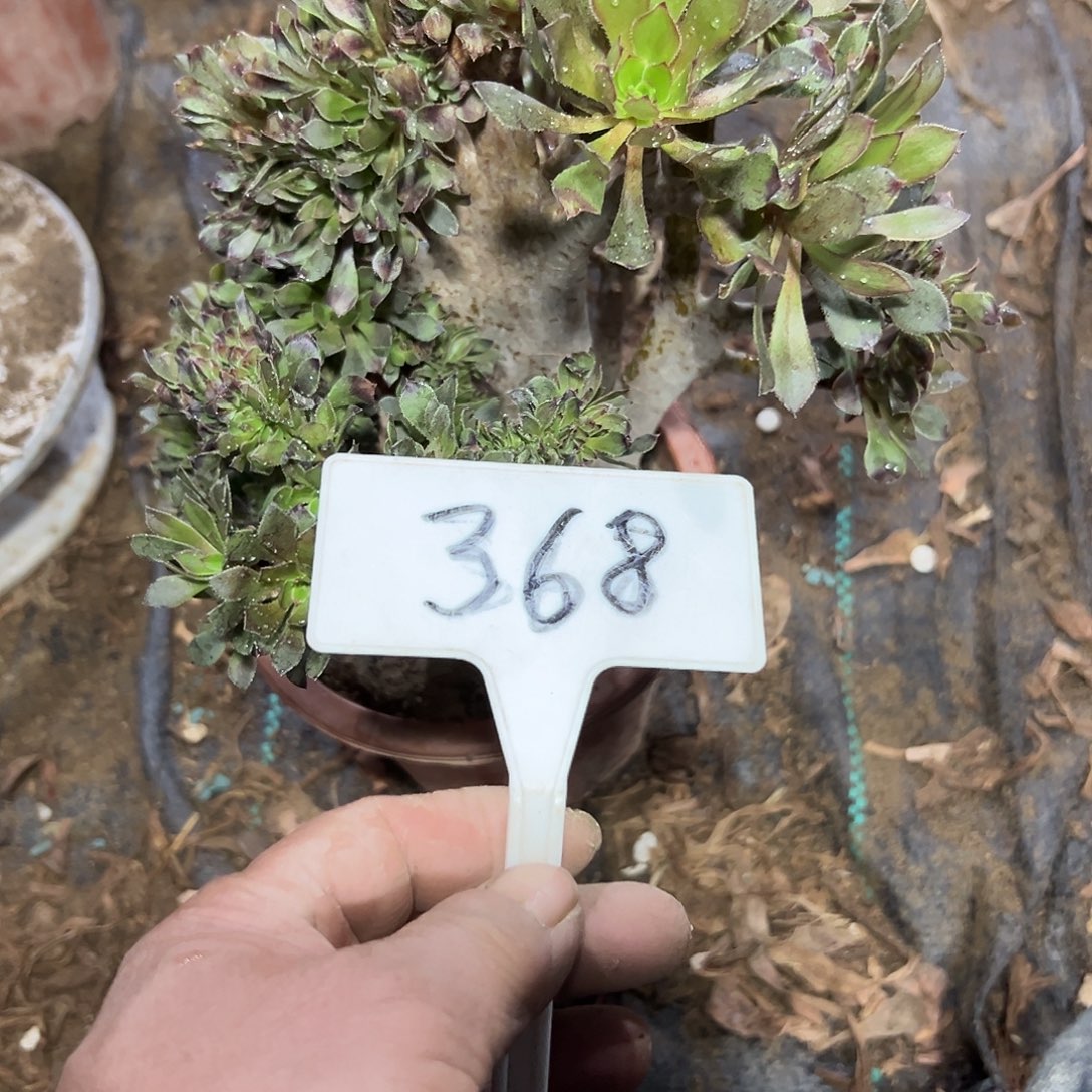 冰***雪多肉植物会法师缀花368