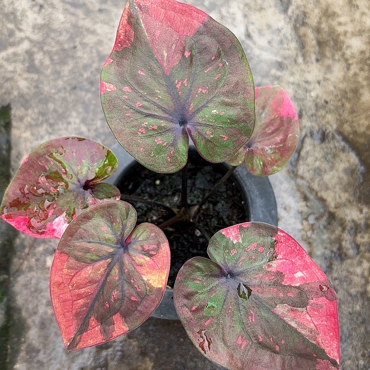 毛***師55-1129晚霞乌鸦广东现货