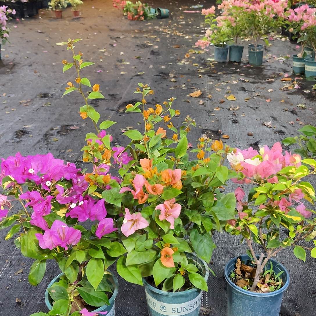 完全开放金心双色，金发女郎，金心橙白