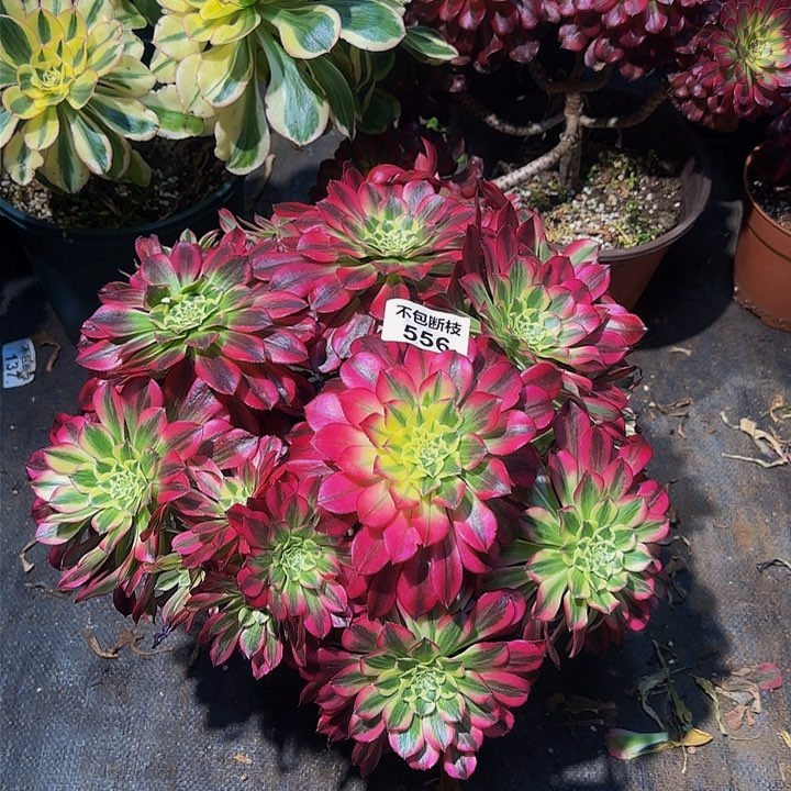 556多肉法师锦1111